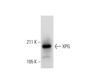XPG Antibody (G-4) - Western Blotting - Image 291882