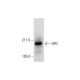 XPG Antibody (G-4) - Western Blotting - Image 291882