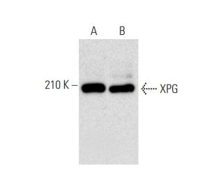 XPG Antibody (8H7) - Western Blotting - Image 134604