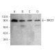 XRCC1 Antibody (AP-39) - Western Blotting - Image 384038