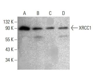 western blotting image from recommended XRCC1 (AP-39) monoclonal antibody replacement. Image 384038