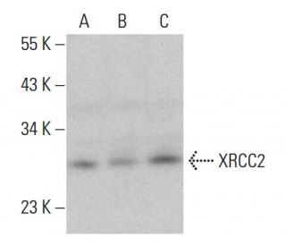 XRCC2 Antibody (1G4/1) - Western Blotting - Image 382370