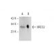 XRCC2 Antibody (F-4) - Western Blotting - Image 145636 