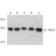 XRCC2 Antibody (F-4) - Western Blotting - Image 359087 
