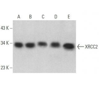 XRCC2 Antibody (F-4) - Western Blotting - Image 359087