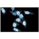 XRCC4 Antibody (4) - Immunofluorescence - Image 60716 