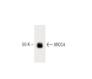 XRCC4 Antibody (4) - Western Blotting - Image 60495 