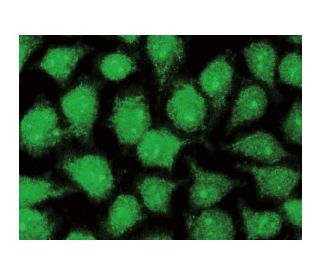 XRCC4 Antibody (A-7) - Immunofluorescence - Image 142812 