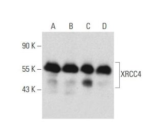 western blotting image from recommended XRCC4 (C-4) monoclonal antibody replacement. Image 129306
