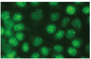 XRCC4 Antibody (C-4) | SCBT - Santa Cruz Biotechnology