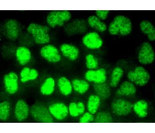 ymbページ xrcc4-antibody-c-4-western-