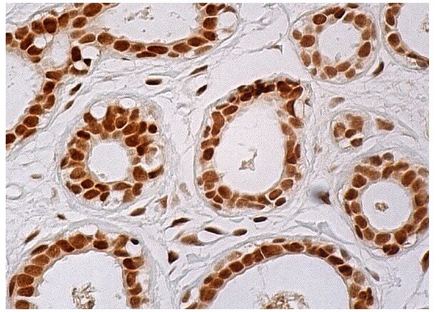 XRCC4 Antibody (C-4) | SCBT - Santa Cruz Biotechnology