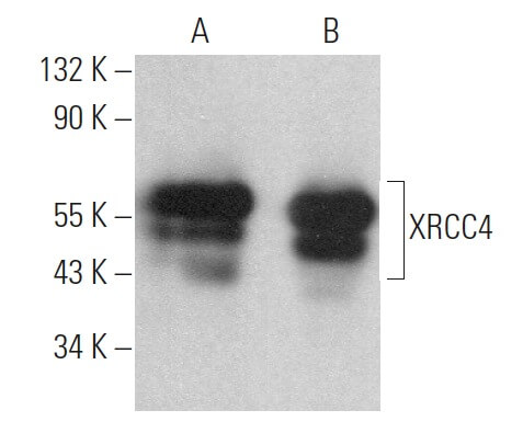 お気にいる | (C-4) Antibody XRCC4 SCBT Biotechnology Cruz Santa - トップス