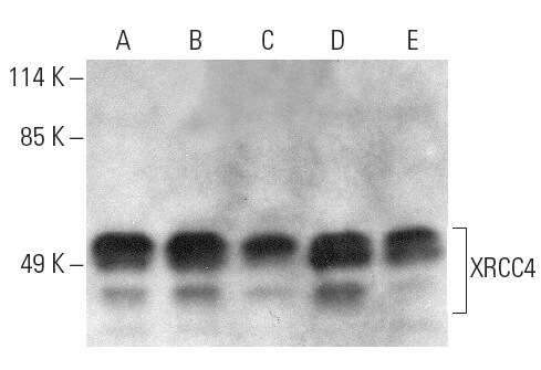 魅力的な価格 (C-4) Antibody XRCC4 | Biotechnology Cruz Santa - SCBT トップス