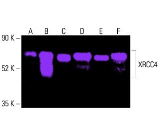 XRCC4 Antibody (C-4) - Western Blotting - Image 415810 
