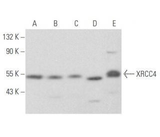 XRCC4 Antibody (G-10) - Western Blotting - Image 355735 