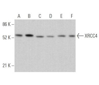XRCC4 Antibody (G-10) - Western Blotting - Image 363209