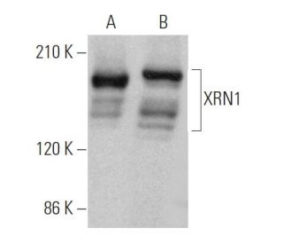 XRN1 Antibody (C-1) - Western Blotting - Image 363191 