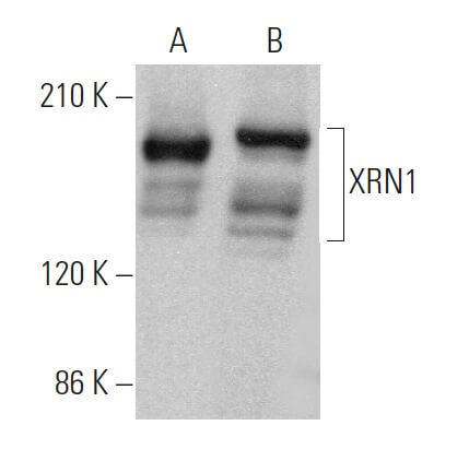 XRN1 Antibody (C-1) | SCBT - Santa Cruz Biotechnology