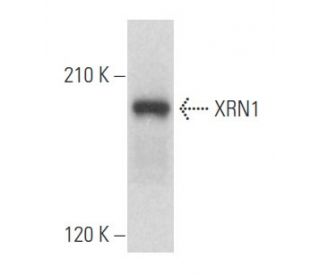 XRN1 Antibody (C-1) - Western Blotting - Image 356136