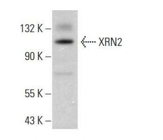 XRN2 Antibody (H-3) - Western Blotting - Image 381803 