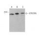 XTP3TPA Antibody (B-6) - Western Blotting - Image 383719