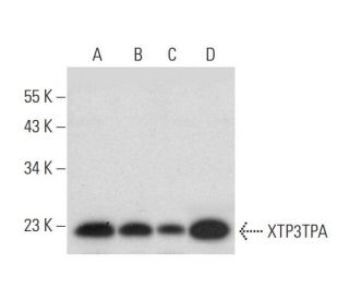 XTP3TPA Antibody (B-6) - Western Blotting - Image 304996Each CRISPR/Cas9 Knockout (KO) Plasmid product consists of a pool of 3 plasmids designed to ensure identification and cleavage of a specific gene for maximum knockout efficiency. Each plasmid encodes a unique 20 nt sequence derived from the GeCKO (v2) library.