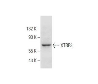 XTRP3 Antibody (C-11) - Western Blotting - Image 344144