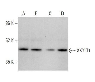 XXYLT1 Antibody (G-7) - Western Blotting - Image 375608 