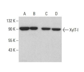 XylT-I Antibody (E-5) - Western Blotting - Image 378051 
