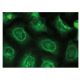 XylT-II Antibody (G-1) - Immunofluorescence - Image 149339