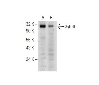 XylT-II Antibody (G-1) - Western Blotting - Image 148816 