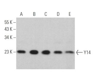 Y14 Antibody (4C4) - Western Blotting - Image 374447 