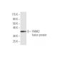 YANK2 Antibody (4A7) - Western Blotting - Image 349595