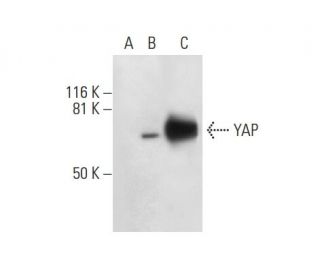 YAP Antibody (B-8) - Western Blotting - Image 301462