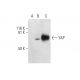 YAP Antibody (B-8) - Western Blotting - Image 301462