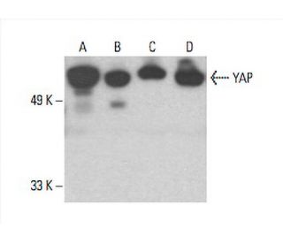 YAP Antibody (G-6) - Western Blotting - Image 393074 