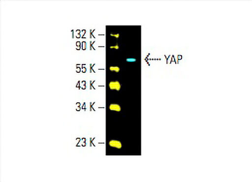 YAP Antibody (G-6) | SCBT - Santa Cruz Biotechnology