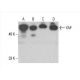 western blotting image from recommended YAP (G-6) monoclonal antibody replacement. Image 393074