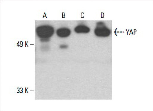 yapi様 yap-antibody-h-125-western-
