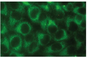 YAP Antibody (H-9) | SCBT - Santa Cruz Biotechnology