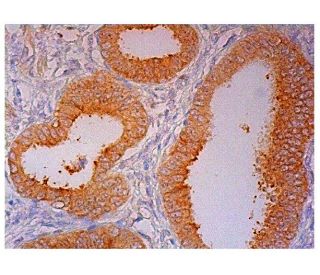 葉 ページ YAP Antibody (H-9) | SCBT - Santa Cruz Biotechnology