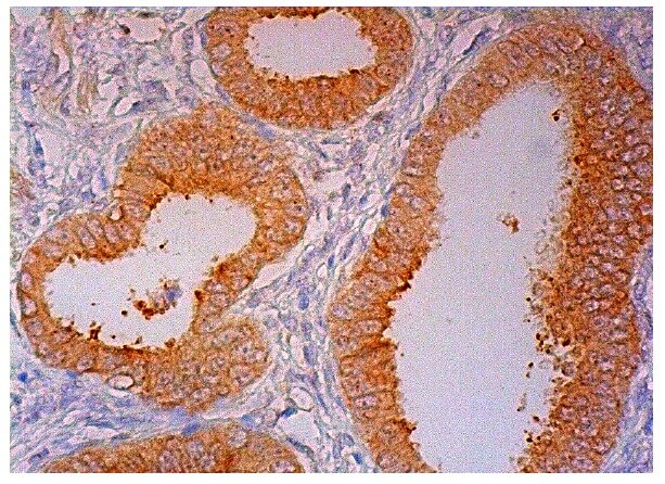 YAP Antibody (H-9) | SCBT - Santa Cruz Biotechnology