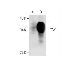 合同会社INB yap-antibody-h-9-western-