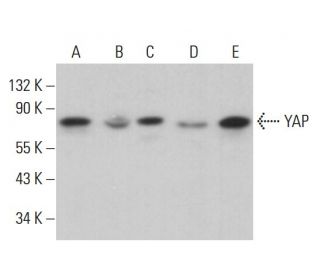 YAP Antibody (H-9) - Western Blotting - Image 380826 