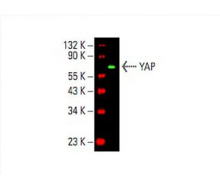 ATHLET プロキシマ YAP Antibody (H-9) | SCBT - Santa Cruz Biotechnology