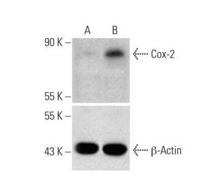 Cox-2 CRISPR Activation Plasmid (h): sc-400040-ACT. Western blot analysis of YAP expression in non-transfected control (A) 