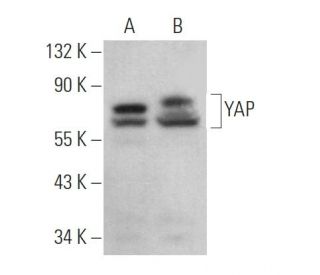 YAP Antibody (H-9) - Western Blotting - Image 364757