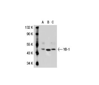 YB-1 Antibody (59-Q) - Western Blotting - Image 21991 