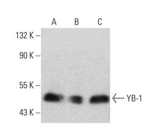 western blotting image from recommended YB-1 (C-3) monoclonal antibody replacement. Image 388025